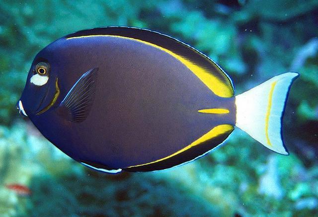 Acanthurus nigricans